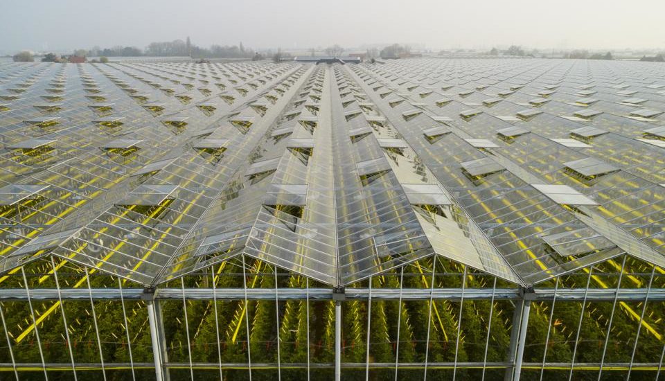 High-Tech Greenhouses Could Be The Future Of Agriculture